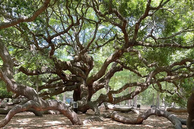 Charleston Wine Tasting and Tea Garden Tour - Image 6