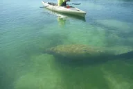 Don Pedro Island Kayak Eco Tour thumbnail 3
