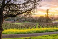 Napa E-Bike Rental with Picnic Lunch thumbnail 5