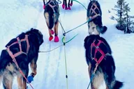 Knik Dog Sledding Tour thumbnail 5
