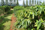Kauai Private Tour thumbnail 6