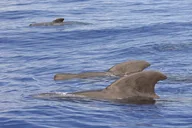 Big Island Marine Wildlife Excursion thumbnail 3