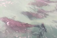Panama City Dolphin Swim Experience 2 hr thumbnail 4