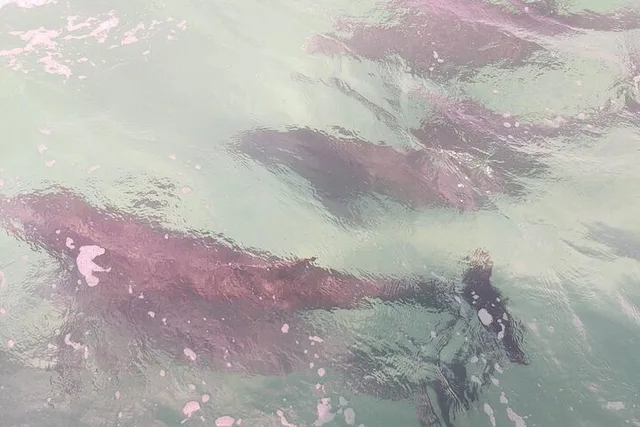Panama City Dolphin Swim Experience 2 hr - Image 4