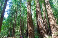 San Francisco Muir Woods and Sausalito Private Tour 4 hr thumbnail 3