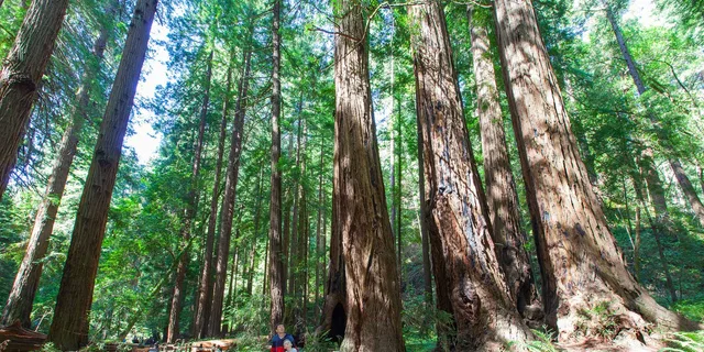 San Francisco Muir Woods and Sausalito Private Tour 4 hr - Image 3