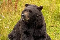 Anchorage Wildlife Sanctuary and Glacier Hike thumbnail 4