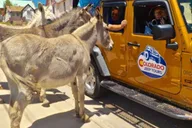 Cañon City Gold Belt Scenic Byway Jeep Tour thumbnail 4