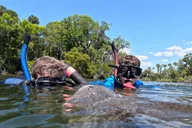 Crystal River Manatee Snorkeling Tour thumbnail 3