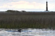 Folly Beach Dolphin Cruise at Sunset thumbnail 6