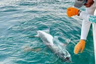 Key West Tarpon Fishing Charter at Sunset thumbnail 2