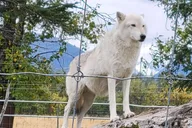 Anchorage Wildlife Tour with Lunch & Beer Tasting thumbnail 5