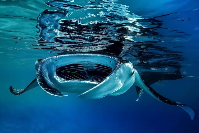 Kealakehe Sunset Cruise & Manta Night Snorkeling - Image 6