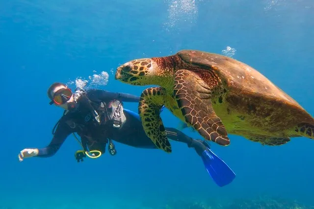 Lahaina Scuba Diving Experience - Image 2