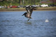 Indian River Shores Dolphin and Wildlife Kayak Tour 90 min thumbnail 4