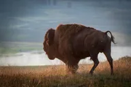 Jackson Wildlife Safari at Sunset thumbnail 5