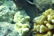 Kailua-Kona Snorkeling Adventure at Kealakekua Bay 5 hr thumbnail 5