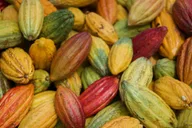 Lahaina Cacao Farm Tour and Tasting thumbnail 4