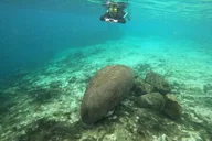 Crystal River Manatee Swim Small Group 3 Hr thumbnail 6