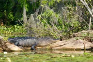 Winter Haven Historical Wildlife Pontoon Tour 1 hr thumbnail 4