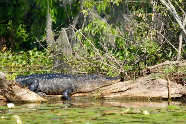 Winter Haven Historical Wildlife Pontoon Tour 1 hr - Image 4