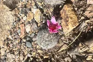 Tucson Sonoran Desert Guided Hike thumbnail 6