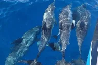 Port Aransas Dolphin Watch Boat Tour thumbnail 2