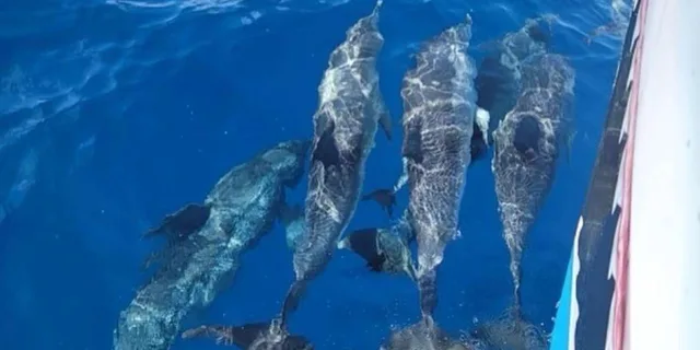 Port Aransas Dolphin Watch Boat Tour - Image 2