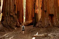 Yosemite Glacier Point and Giant Sequoias Hiking Tour thumbnail 6