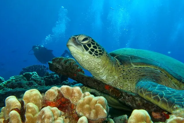 Lahaina Scuba Diving Experience - Image 3