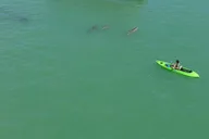 St. Pete Beach Glass Bottom Kayak Adventure thumbnail 1