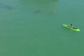 St. Pete Beach Glass Bottom Kayak Adventure