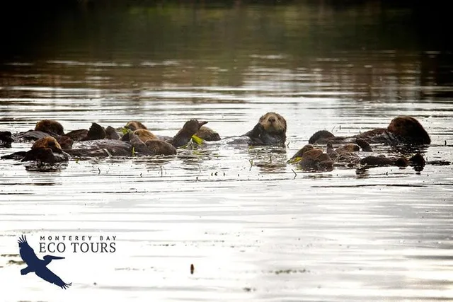 Monterey Elkhorn Slough Wildlife Tour 90 min - Image 3