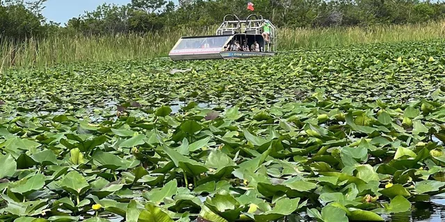 Miami Everglades Airboat Tour with Transportation - Image 6