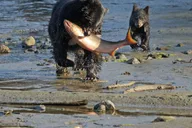 Ketchikan Private Tour with Totems and Wildlife thumbnail 4