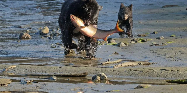 Ketchikan Private Tour with Totems and Wildlife - Image 4