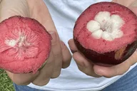 Kona Exotic Fruit Tasting Tour 1.5 hr thumbnail 3