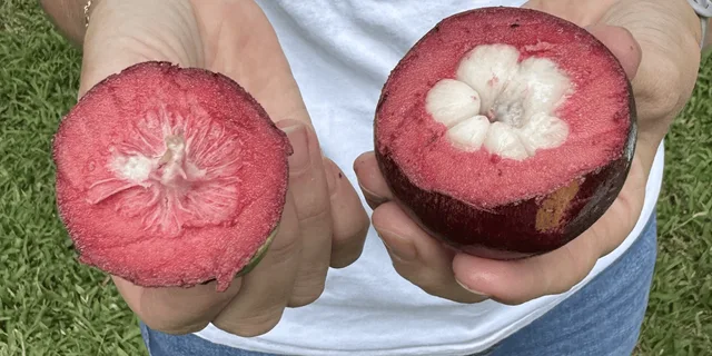 Kona Exotic Fruit Tasting Tour 1.5 hr - Image 3