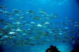 Key Largo Snorkel Tour - 2 Sites