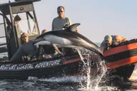 Newport Beach Whale Watching Adventure thumbnail 3