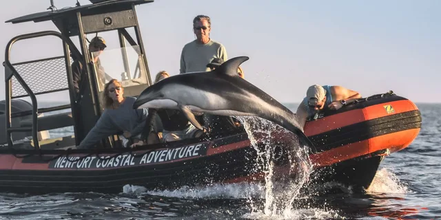 Newport Beach Whale Watching Adventure - Image 3