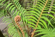 Hilo Volcanoes National Park and Black Sand Beach Tour thumbnail 6