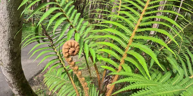 Hilo Volcanoes National Park and Black Sand Beach Tour - Image 6