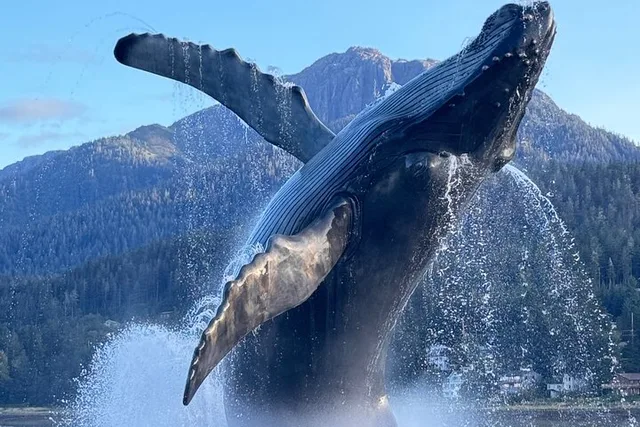 Juneau Sightseeing Private Tour - Image 1