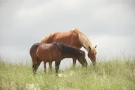 Corolla Wild Horse 4WD Tour 2 hr thumbnail 1