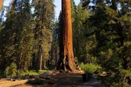 Sequoia National Park Forest Hike thumbnail 3