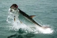 Fort Lauderdale Inshore Fishing Charter thumbnail 2