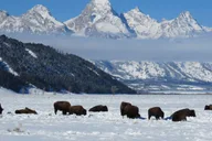 Jackson Hole Wildlife and Sleigh Ride Tour 8 hr thumbnail 3