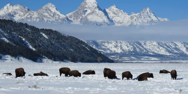 Jackson Hole Wildlife and Sleigh Ride Tour 8 hr - Image 3