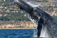 Newport Beach Whale Watching Adventure thumbnail 4
